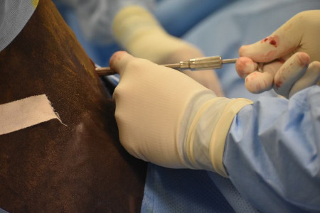 Horse surgery